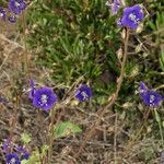 Phacelia parryi Hábito