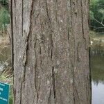 Cercidiphyllum japonicum Bark