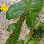 Sonchus oleraceus Fulla