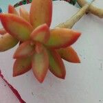 Sedum adolphi Leaf