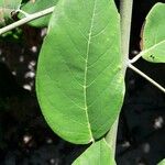 Dalbergia ecastaphyllum Leaf