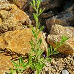 Pulicaria arabica Libunga