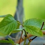 Rosa sempervirens Leaf