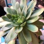 Sempervivum calcareum Blad