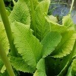 Primula japonica Folio