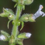 Salvia plebeia 花