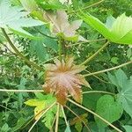 Ricinus communisLeht