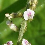 Neonotonia wightii Flower