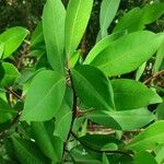 Ardisia elliptica Blatt