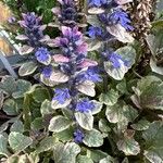 Ajuga reptansFlors