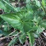 Viola × melissifolia Leaf