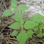 Parietaria lusitanica Leaf