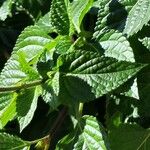 Salvia involucrata Leaf