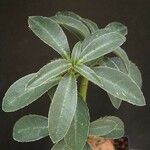 Euphorbia neocrispa Leaf