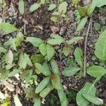 Rumex acetosella 葉