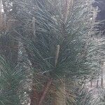 Pinus pinaster Ліст