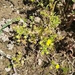 Potentilla supina Pokrój