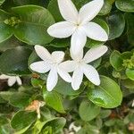 Carissa macrocarpa 花