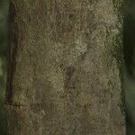 Pouteria reticulata Corteza