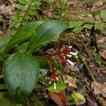 Notopleura parasitica Flower