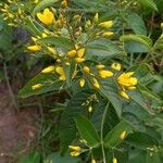 Lysimachia vulgaris 花