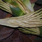 Raphia hookeri Flor