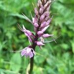 Dactylorhiza fuchsiiᱵᱟᱦᱟ