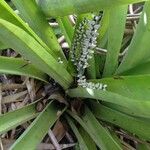 Bromelia karatas অভ্যাস