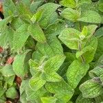 Salvia patens Ліст