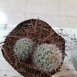 Mammillaria decipiens Foglia