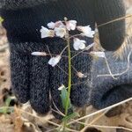 Cardamine bulbosa 花