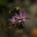 Spergula diandra Flower