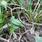 Eulophia maculata Fruchs