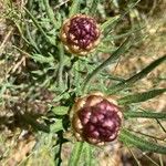 Leuzea coniferaപുഷ്പം