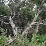 Leptospermum laevigatum Bark