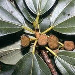 Coussapoa asperifolia Fruto