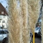 Cortaderia selloana Fleur