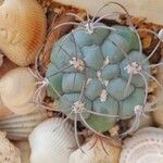 Gymnocalycium pflanzii Žievė