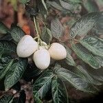 Solanum muricatum Fruto