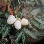 Solanum muricatum Frucht