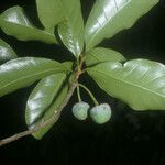 Pouteria campechiana Fruit