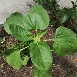 Helianthus giganteus Casca