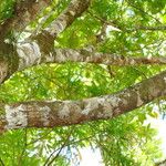 Dacrydium lycopodioides പുറംതൊലി