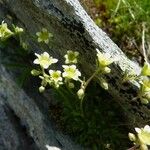 Saxifraga exarata Flor