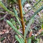 Banksia spinulosa Φλοιός