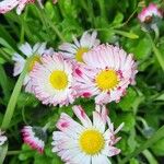 Bellis perennisBlomst