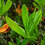 Rhododendron japonicum পাতা