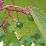 Alangium platanifolium Fruto
