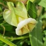 Trichodesma marsabiticum Flower