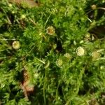 Cotula australis Habit